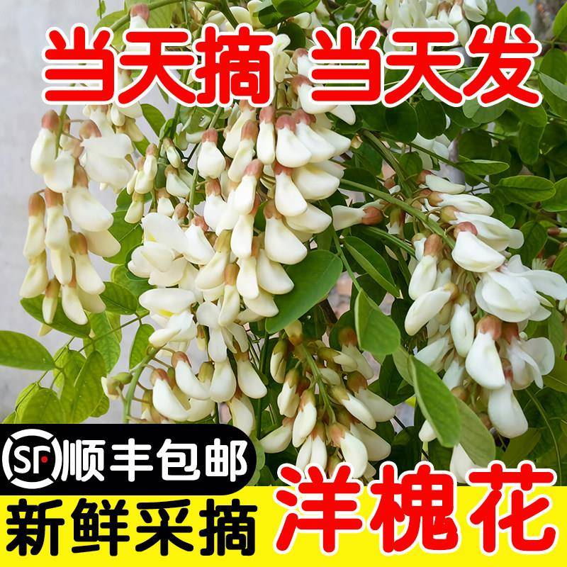 槐花冰冻现摘2025河南新鲜洋槐花当季野菜蒸菜杨槐花骨朵包邮