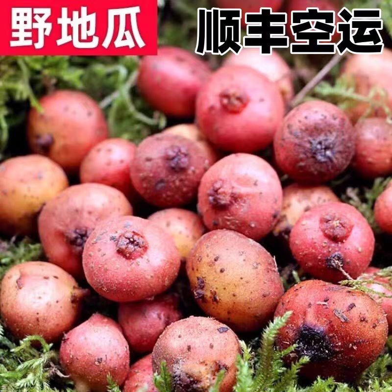 26年野地瓜果子野生小地瓜新鲜水果地枇杷石榴果儿时美味顺丰空运