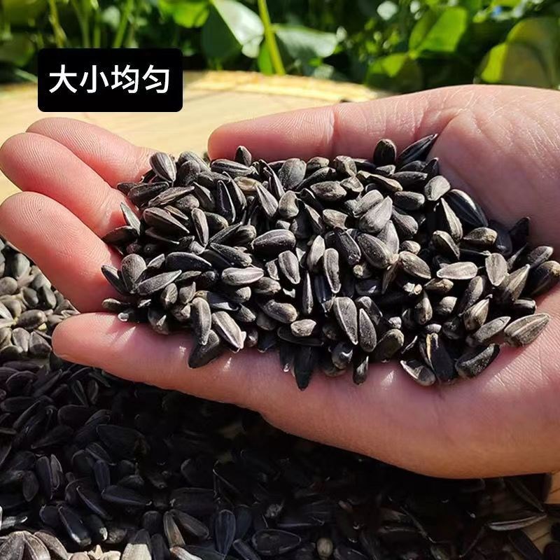 小油葵新黑珍珠小瓜子葵华子油葵籽鹦鹉鸟食仓鼠粮鸽粮黑瓜子鸟粮