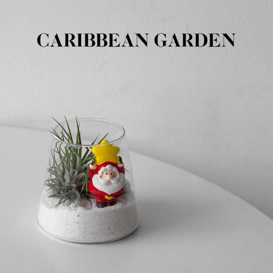 Caribbean 奇趣植物无土栽培空气凤梨办公室桌面植物新年圣诞礼物