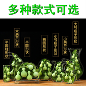 办公室玄关平安福天然绿色保鲜葫芦瓶家居礼品工艺术品凤梨