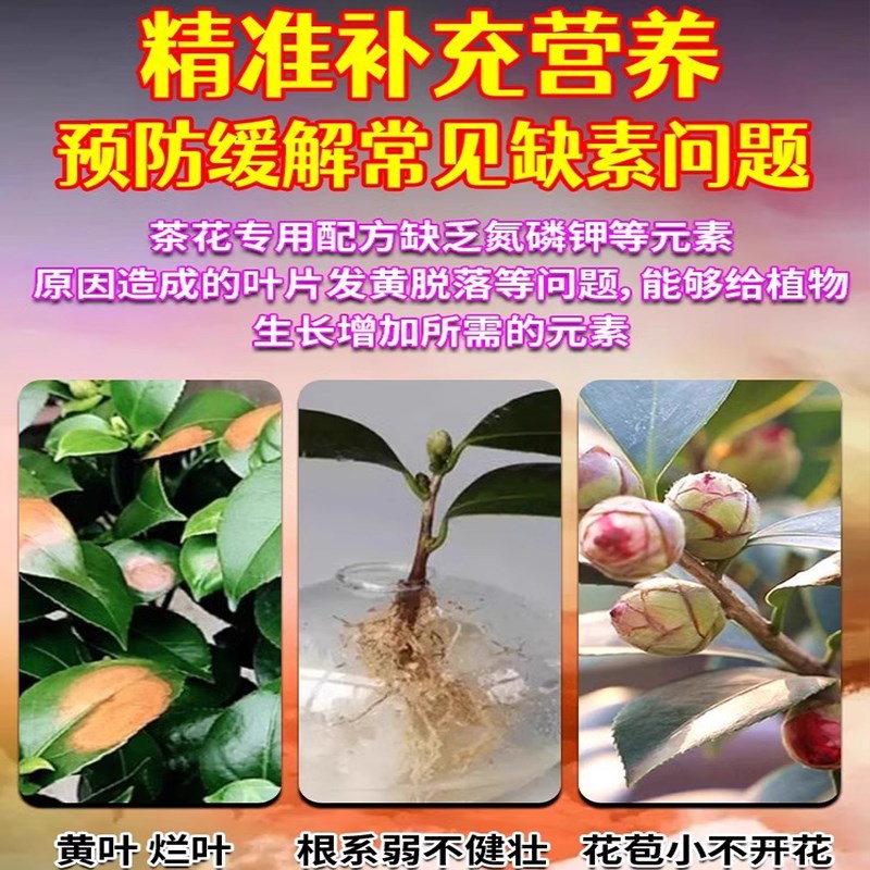 茶花叶斑病黑斑病专用药肥料枯叶病黄叶叶斑炭疽全治杀菌剂营养液