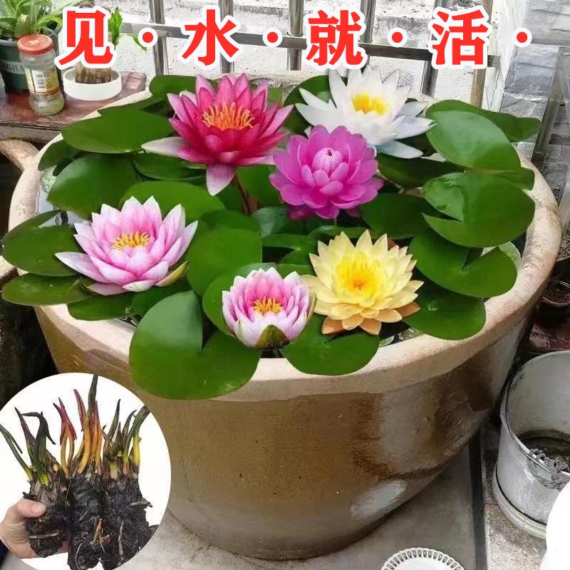 睡莲水培植物四季水养水莲花苗耐寒大睡莲根块荷花睡莲带花苞发货