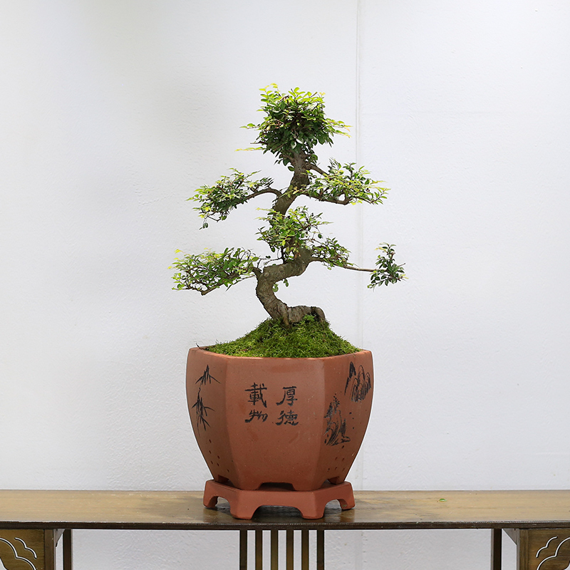 小叶榆树造型老桩盆景矮霸榔榆植物室内客厅办公室绿植阳台庭院