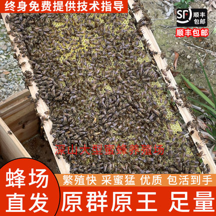 蜜蜂中蜂蜂群养殖中蜂带子脾带阿坝新开产蜂王中华土蜂笼蜂活蜂