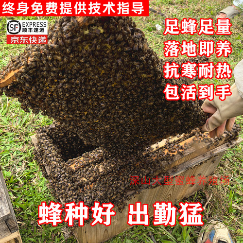 优质中蜂带脾带王活体蜂群笼蜂