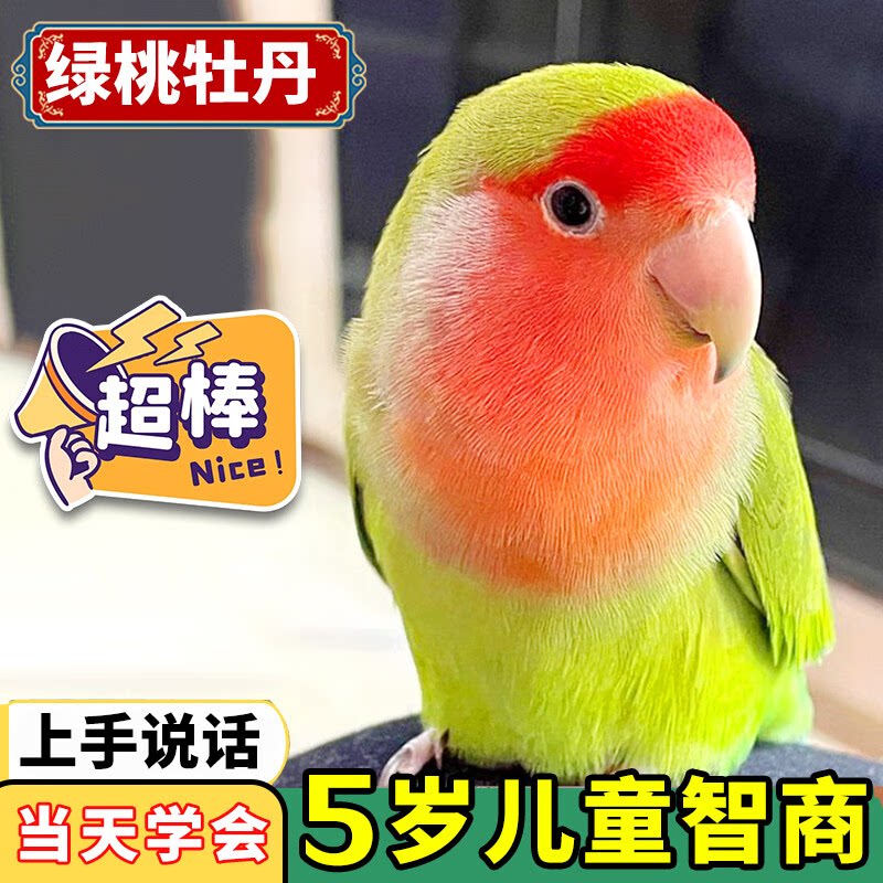 精品手养特色牡丹鹦鹉宠物包繁殖