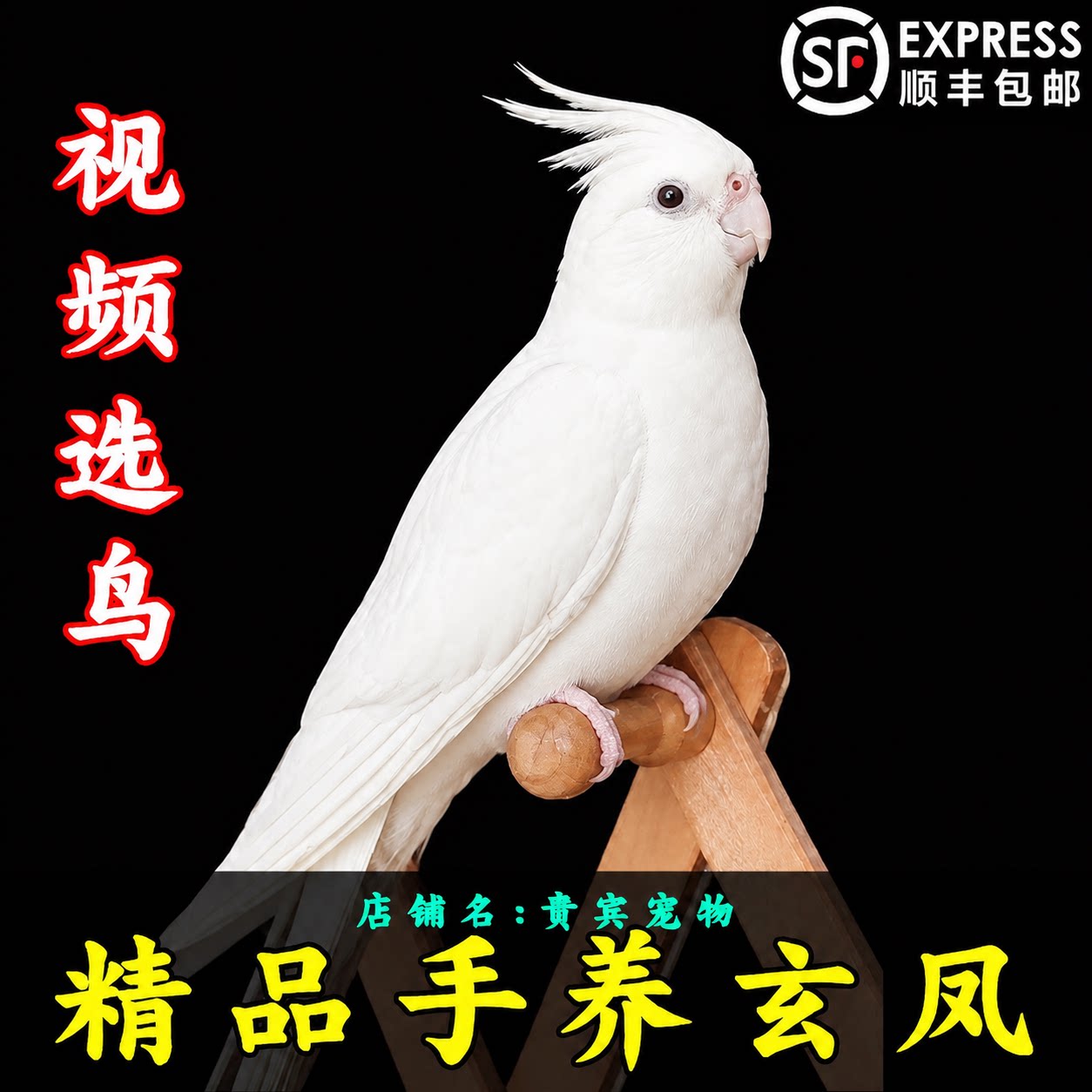 玄凤鹦鹉手养活体会说话可繁殖