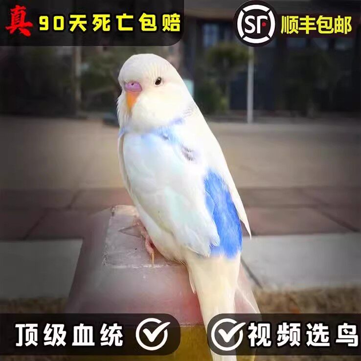 【会说话鹦鹉】手养亲人上手虎皮玄凤牡丹欧血活体幼鸟公母可繁育