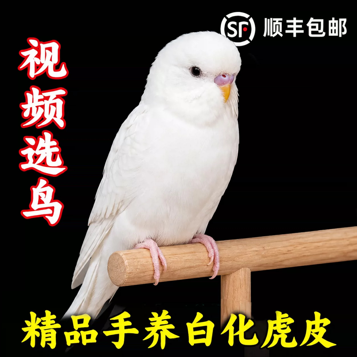 虎皮鹦鹉活鸟会说话的手养鹦鹉云斑幼鸟儿童宠物活体活物观赏鸟类