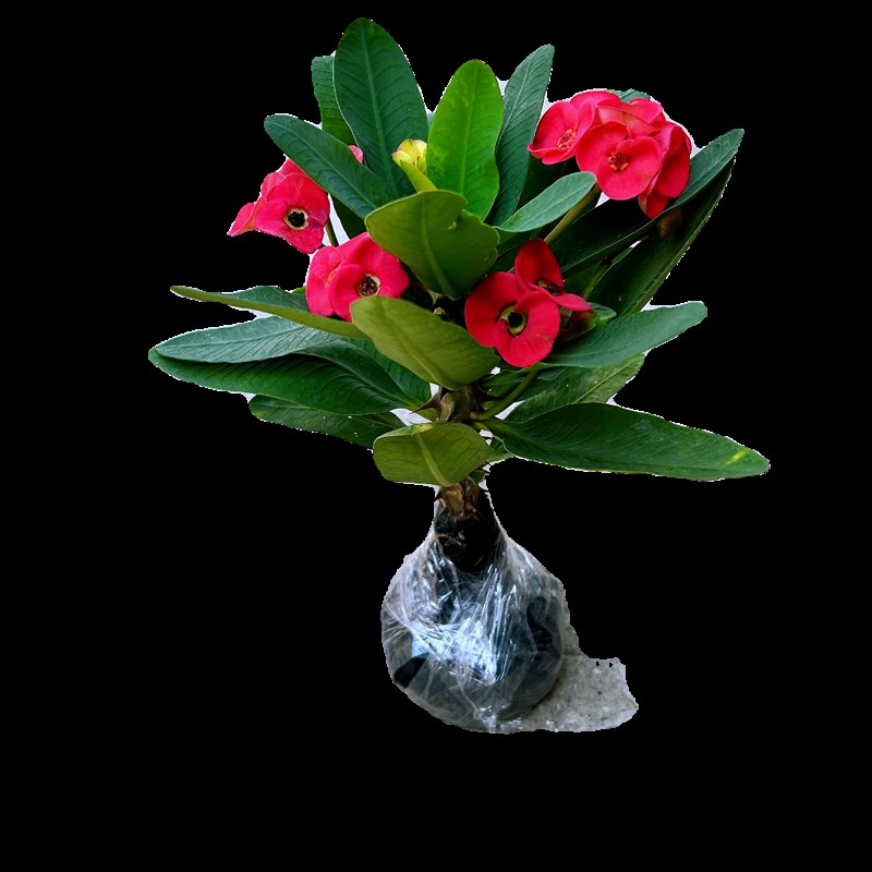 大叶虎刺梅盆栽铁海棠大花红色老桩多季开花室内阳台庭院观赏花卉