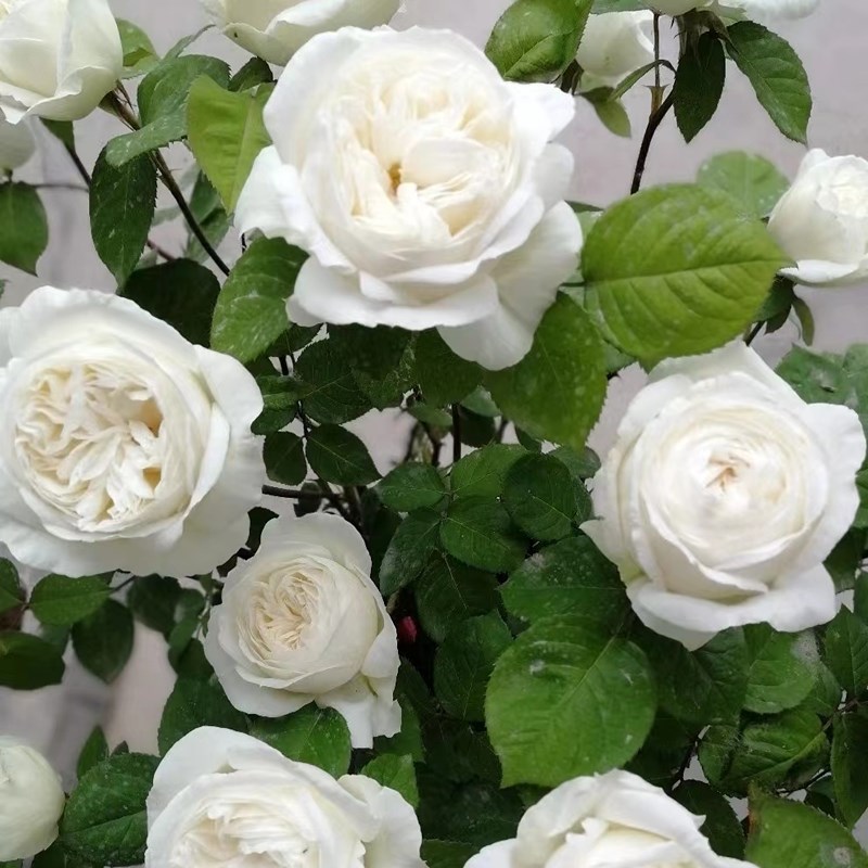 伊芙婚礼之路月季四季开花大花白浓香玫瑰切花盆栽地栽观花植物