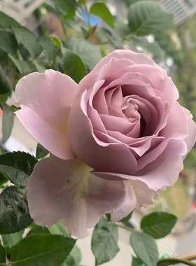 新品慈善月季今井清灰紫色中小灌木切花抗病阳台庭院盆栽多季开花