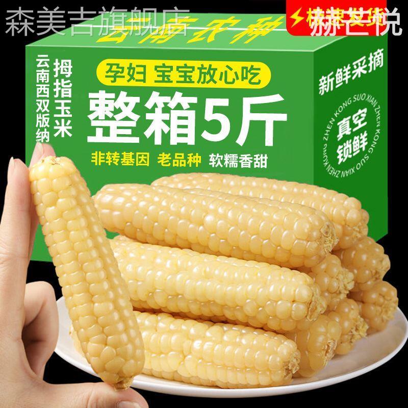 婴儿西双版纳拇指玉米香糯云南宝宝姆母指版纳糯手指小拇指小玉米