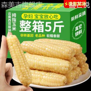 婴儿西双版纳拇指玉米香糯云南宝宝姆母指版纳糯手指小拇指小玉米