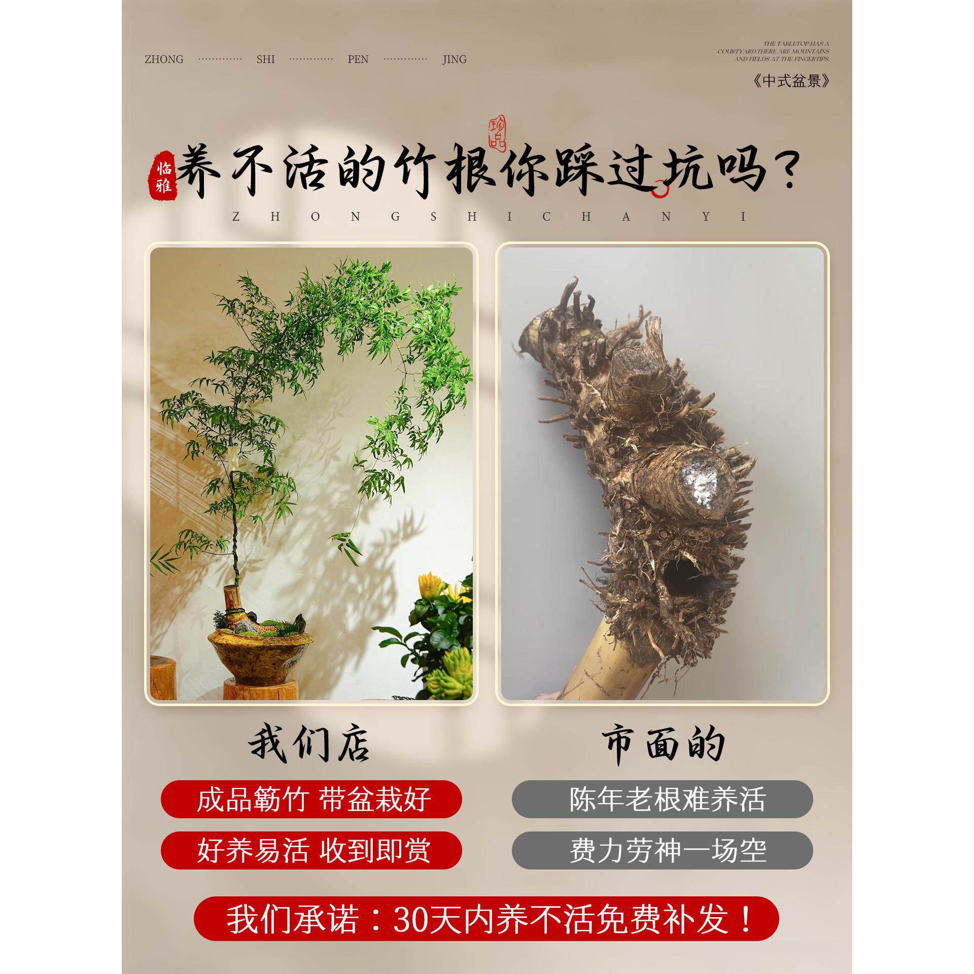 叶簕竹成品盆景竹好子老小桩盆栽绿植sxy小叶内室客厅茶室勒竹禅