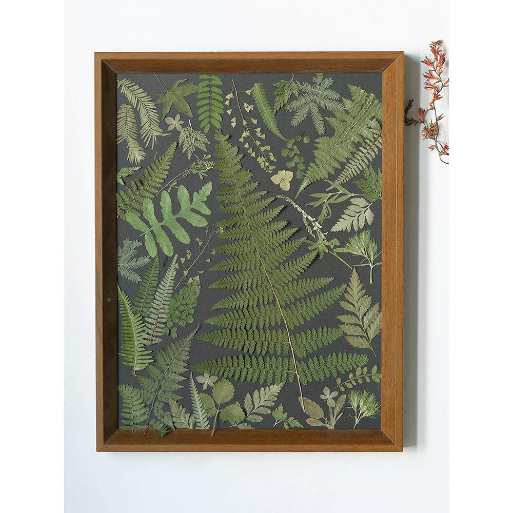 植卉蕨类植物标本画装饰画手花工田园押黑底挂物DGY画花照片墙干