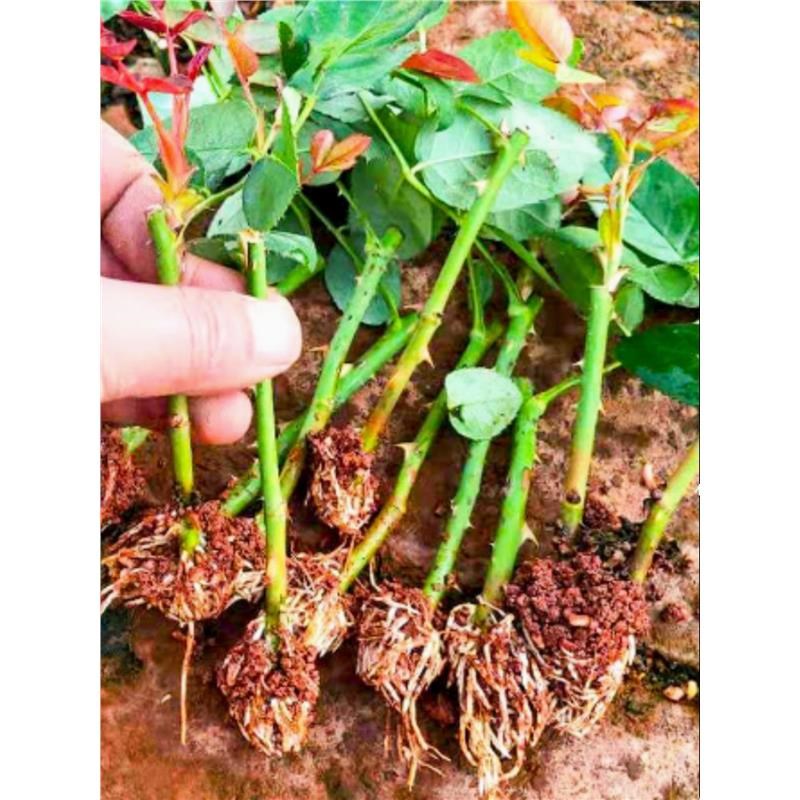 22元10棵玫瑰花苗月季扦插小苗室内外四季开花浓香花卉观花盆栽