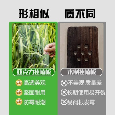 新款鹿角蕨挂板亚克力植物定植板透气不闷根透水透光悬挂上板工具