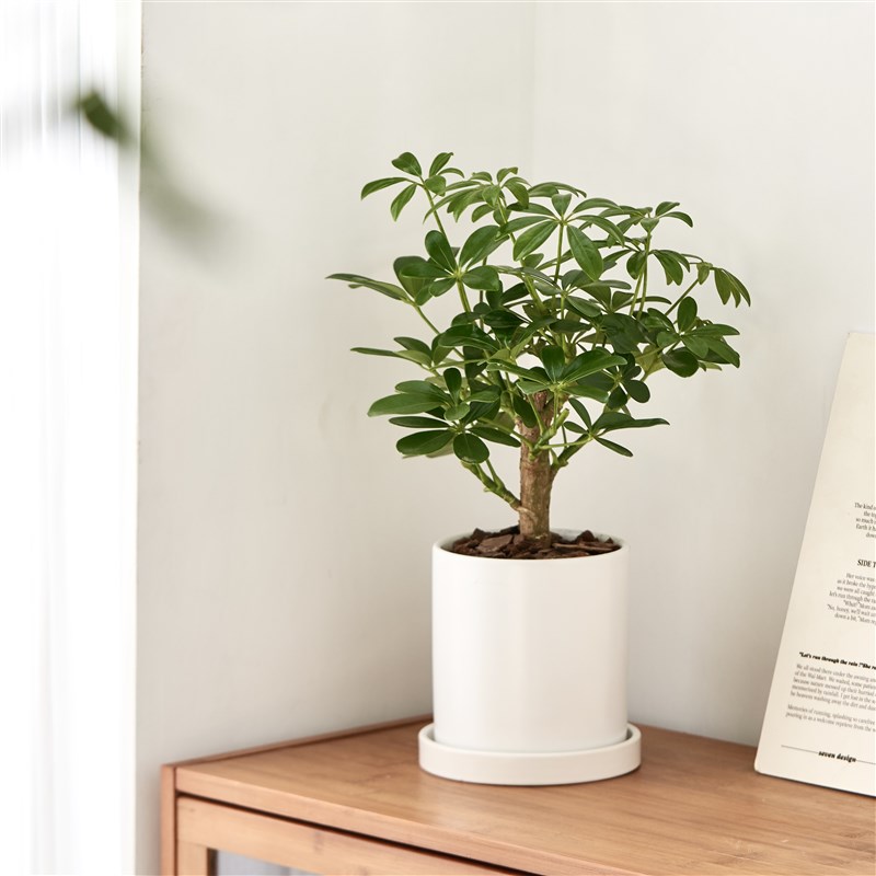 招财鸭脚木盆栽室内客厅八方来财绿植办公室桌面植物摆件四季盆景