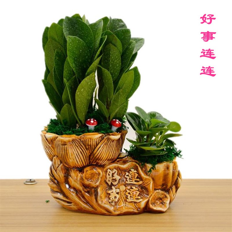 金钱树盆栽客厅招财办公室桌面植物盆景室内绿植阳台花卉净化空气