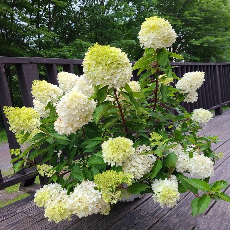 圆锥绣球香草草莓耐晒石灰灯夏日美人北极熊阳台庭院花苗盆栽花卉