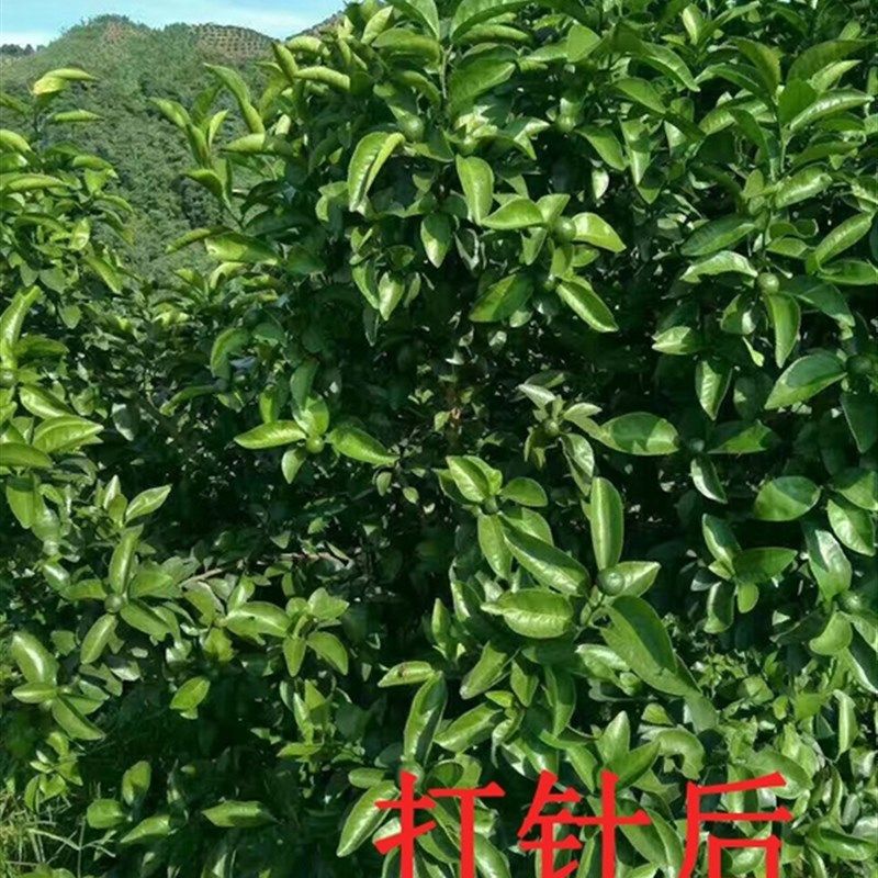 果树黄龙病打针粉泰国红黑胶囊柑橘黄龙病药黄化病盐酸二环素,农用物资,农技服务,淘宝优惠券,粉丝福利购,淘宝优惠卷