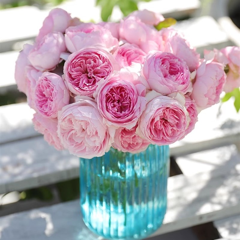 新品玉环鸣自育月季玫瑰大花浓香耐热庭院阳台盆栽四季开花