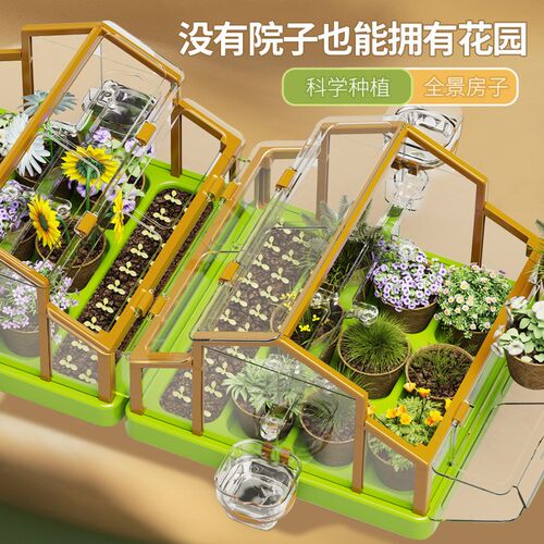儿童种植观察小室内水培太阳草莓植树男