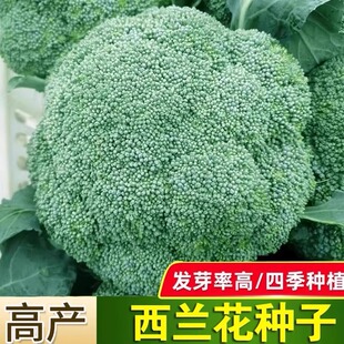 西兰花种子西蓝花菜种孑有机松花菜种籽花椰菜绿色花菜种四季蔬菜