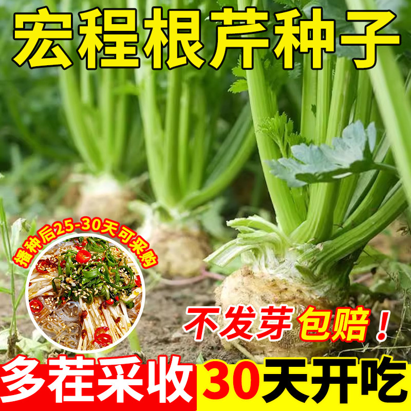 宏程根芹种子洋芹菜块芹种籽球根塘蒿菜种子高产四季特色蔬菜种子