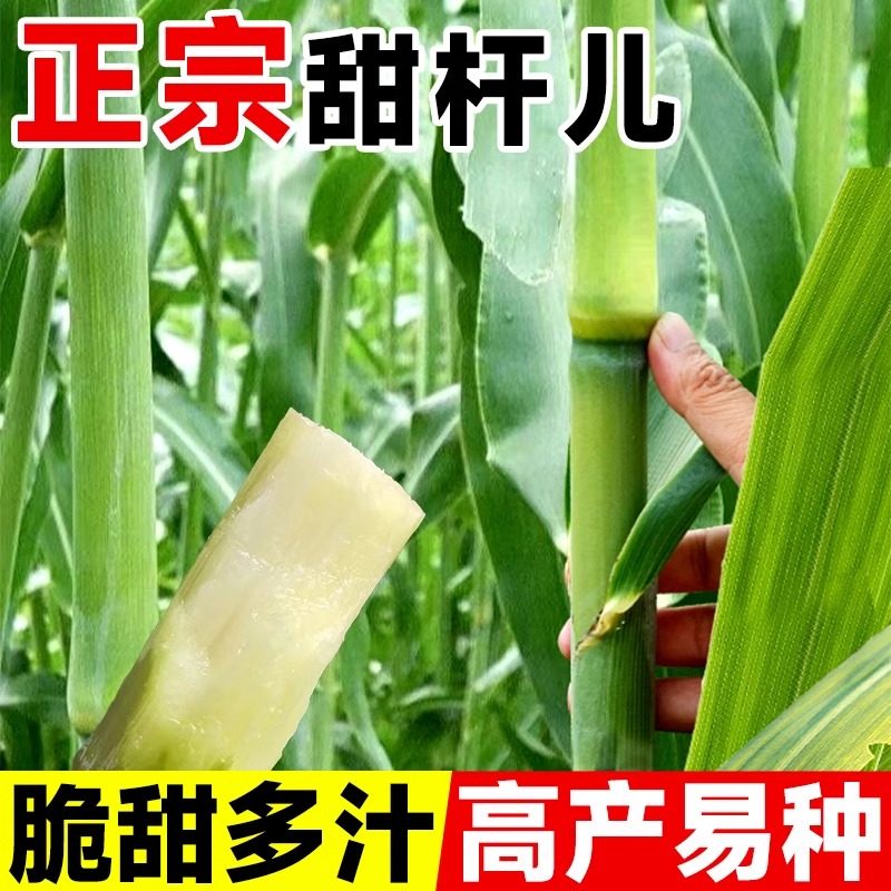 甜杆种子籽北方甘蔗甜高粱籽甜芦栗甜秫秸可酿酒脆甜多汁孑