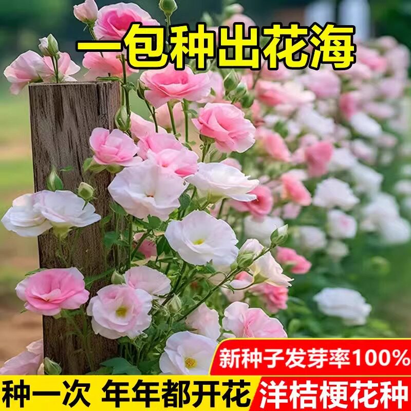 重瓣洋桔梗花进口种籽混色四季播种开花易活花卉种籽子室内外花籽图片