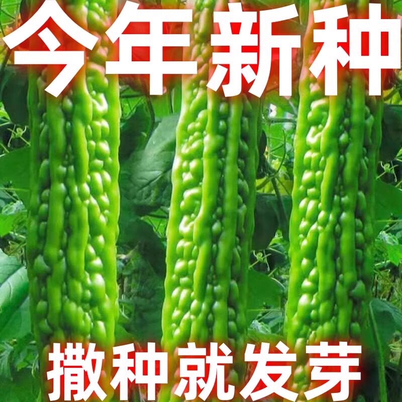 长绿苦瓜种籽长绿苦瓜种子四季阳台季庭院阳台盆栽蔬果瓜果蔬菜子