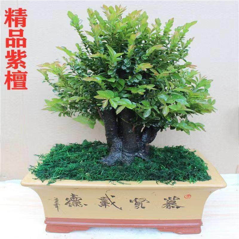 独桩小叶紫檀树桩盆景办公室内植物盆栽黑檀木黑骨茶四季常青绿植