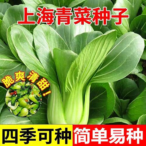 四季上海青种子白菜种籽蔬菜种子大全青菜小白菜阳台易种盆栽油菜