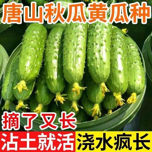 唐山秋瓜黄瓜种子旱水果