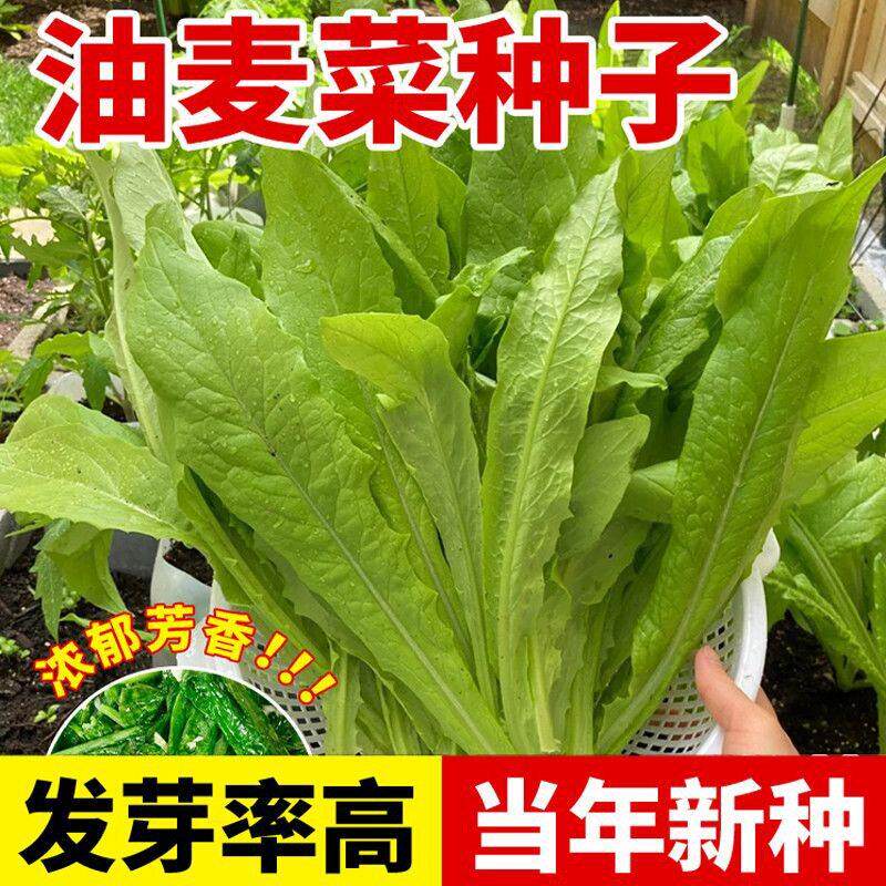 甜脆油麦菜种子清香无斑油麦菜种子四季水果水果庭院有机蔬菜种子