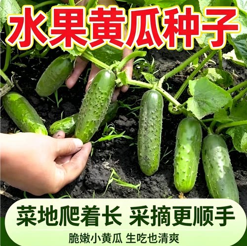 水果黄瓜种子脆甜东北旱黄瓜生吃春秋四季农家黄瓜种子大全