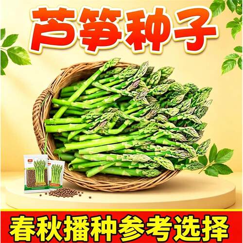 芦笋种子多年生耐寒抗热