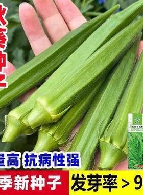 不易老水果秋葵种子生吃好种的水果黄色秋葵籽蔬菜四季阳台种植