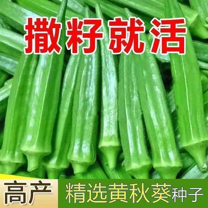 水果秋葵不易老黄秋葵可生吃的奶油秋葵农家种植新鲜时令蔬菜包邮