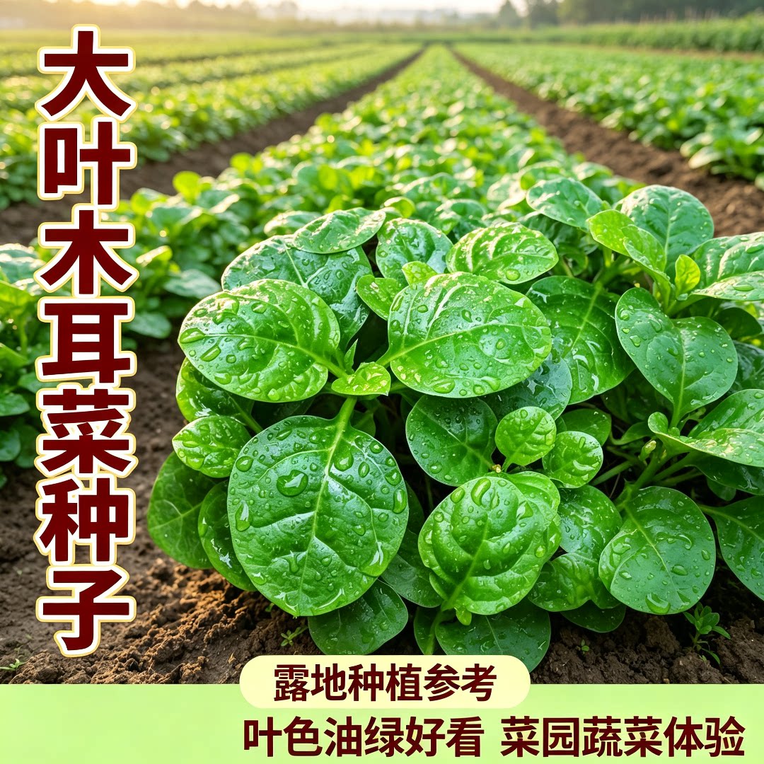 四季大叶木耳菜种子爬藤豆腐菜种籽四季大田阳台盆栽蔬菜种孑