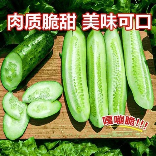 水果黄瓜种子脆甜东北旱黄瓜高产生吃春秋四季农家黄瓜种子大全