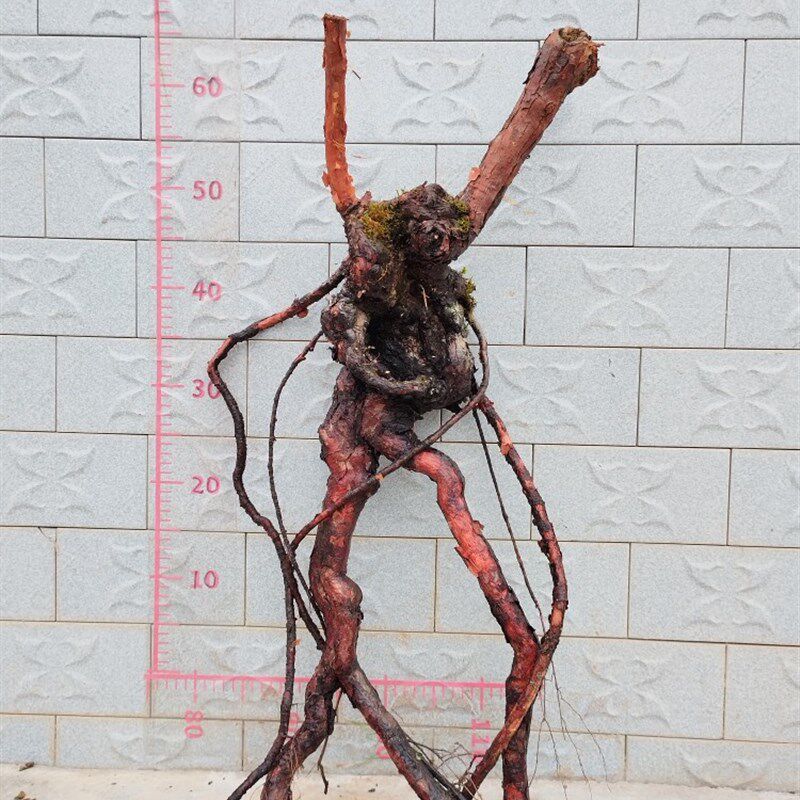 山木香老桩嫁接月季花玫瑰蔷薇花苗砧木庭院盆景树桩果汁躲藏月季