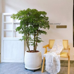 羽叶福禄桐老桩盆栽大型室内客厅绿植好养植物办公室开业乔迁盆景