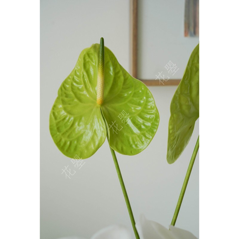 花曌 绿掌米多蕊白色蝴蝶兰鲜切花鲜花水养真花家居餐桌面瓶插花