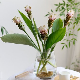 姜荷花鲜切花水养插花时令鲜花家庭观赏办公室姜荷花鲜花云南直发