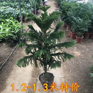 澳州南洋杉盆栽苗常绿室内圣诞树型植物南洋杉树苗室外包邮包活