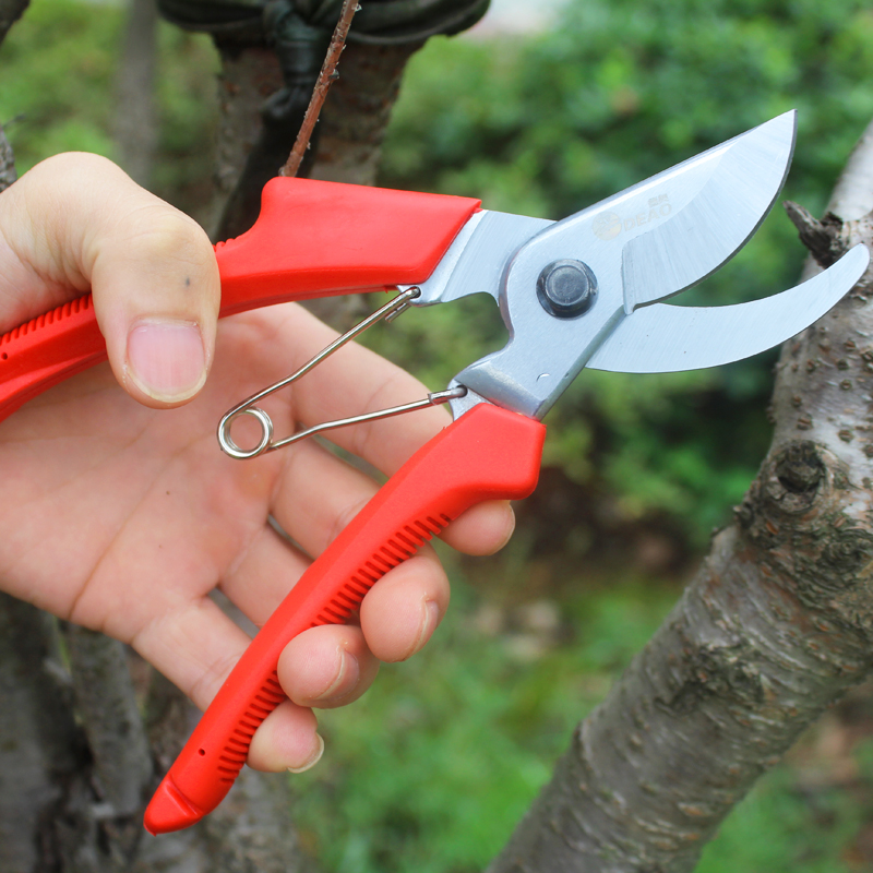 果树花枝修枝剪 药材剪刀 园林摘果剪刀稀果剪蔬果剪子苗木嫁接剪